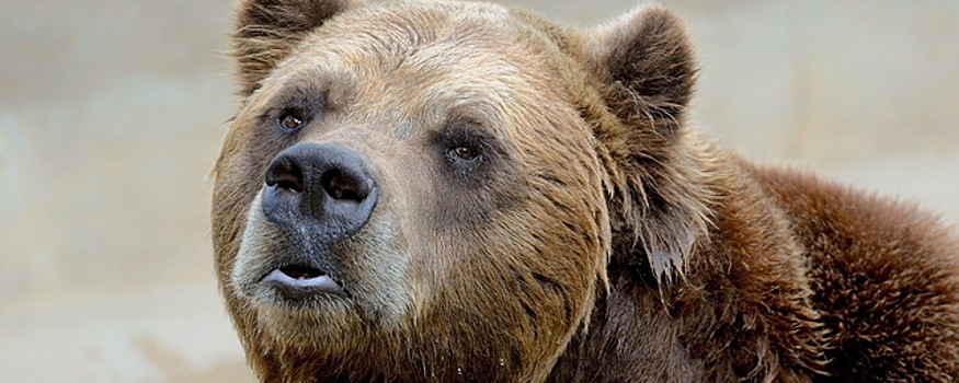 Бурый медведь вторые сутки держит в страже жителей Петропавловска-Камчатского