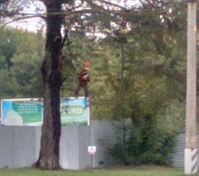 "Мозгов совсем нет": тольяттинские водители возмутились "висельником" на дереве