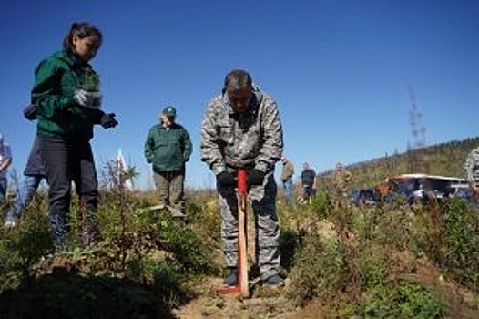 ОАО РЖД приступило к лесовосстановительным работам в рамках подписанного с Иркутской областью меморандума