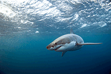 Австралия бьет рекорды по числу жертв нападений акул