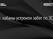 Видео: кабаны устроили забег по ЗСД
