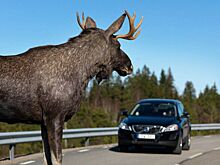 ДТП с лосем – чем чревато для водителя и сколько придется заплатить?